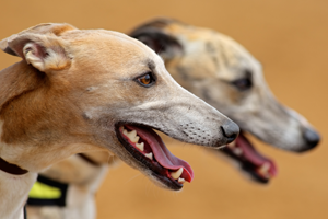 Greyhounds 