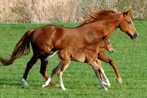 chestnut-mare-and-foal